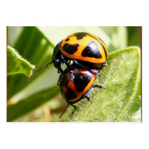 Milkweed Beetles ~ ATC Business Card Templates