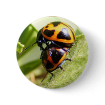 Milkweed Beetles ~ button