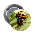 Milkweed Beetles ~ button