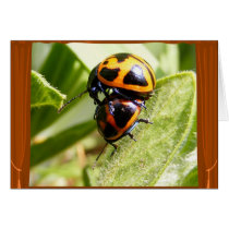 Milkweed Beetles ~ card