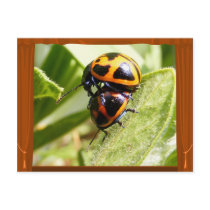 Milkweed Beetles ~ postcard