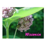 Milkweed Blooms Postcards