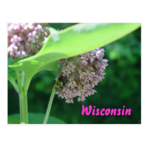 Milkweed Blooms Postcards