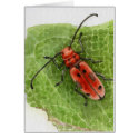Milkweed Borer Beetle card