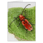 Milkweed Borer Beetle Card