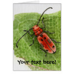 Milkweed Borer Beetle -customizeable card