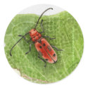 Milkweed Borer Beetle sticker