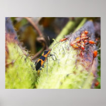 Milkweed Bug And Babies - Oncopeltus Fasciatus Poster