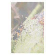 Milkweed Bug And Babies - Oncopeltus Fasciatus Personalized Stationery