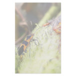 Milkweed Bug And Babies - Oncopeltus Fasciatus Personalized Stationery
