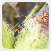 Milkweed Bug And Babies - Oncopeltus Fasciatus Square Stickers