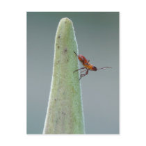Milkweed Bug Nymph Postcard by Buckobeck Milkweed Bug Nymph Postcard