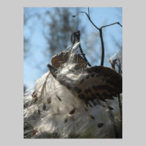 Milkweed exodus posters