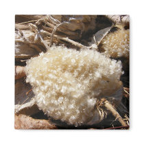 Milkweed Fluff ~ magnet
