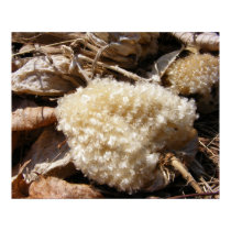 Milkweed Fluff ~ print by Andy2302 Milkweed Fluff ~ print