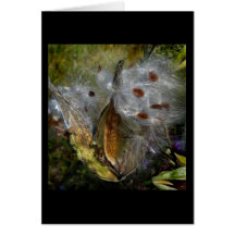 Milkweed Pod Frenzy Greeting Cards