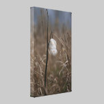 Milkweed Pod canvas prints