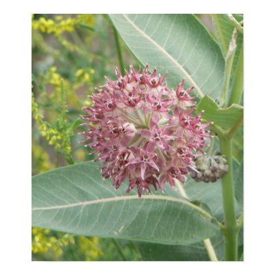 Milkweed Posters by codfishlady