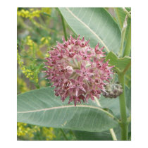 Milkweed posters