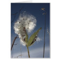 Milkweed Seed Pod cards