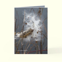 Milkweed Seeds cards