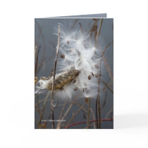 Milkweed Seeds Greeting Card