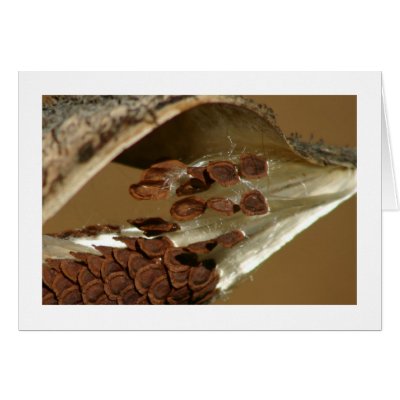 Milkweed Seeds Greeting Card by alberthartley