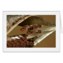 Milkweed Seeds cards