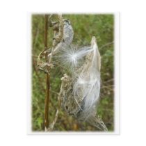 Milkweed Seeds Coordinating Items Postcards