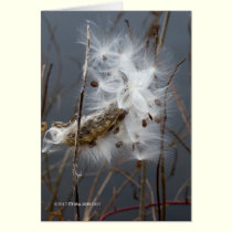 Milkweed Seeds cards