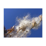 Milkweed seeds ~ postcard