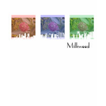 Milkweed t-shirts by codfishlady Milkweed t-shirts