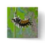 Milkweed Tussock Moth Caterpillar Items Buttons