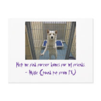 Millie's Plea postcards