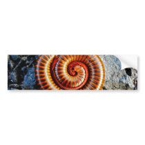 Millipede Trigoniulus Corallinus Curled Arthropod Bumper Sticker