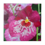 Miltonia orchid flower tile