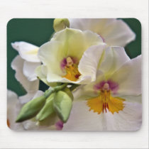 Miltonia Orchid • Mousepad