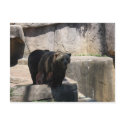 Milwaukee zoo bear postcards by jdspenguins Milwaukee zoo bear postcards
