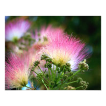 "Mimosa Beckoning"  Invitation Card