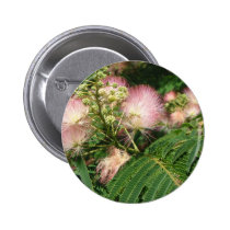 mimosa  blooming 2010 buttons