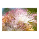 Mimosa Blossoms posters