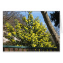 Mimosa, card by Riviere Mimosa, card