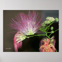 Mimosa Flower Photograph Print posters