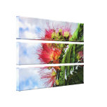 Mimosa Flowers Wrapped Canvas Stretched Canvas Prints