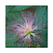 mimosa- magnet