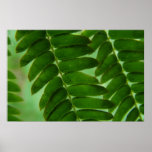 Mimosa Secrets posters