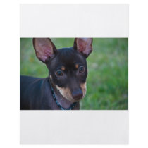 Min Pin flyer