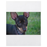 Min Pin flyer
