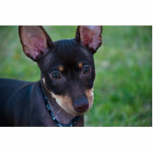 Min Pin photo sculpture
