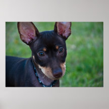 Min Pin poster